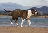 AMSTAFF ADULT 254